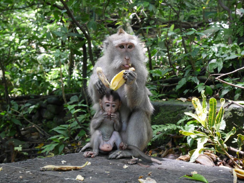 Pondok Penestanan Villa Ubud Exteriör bild